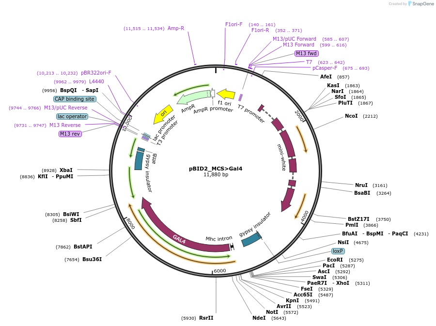 194961-plasmid-map-sequence-id-384164