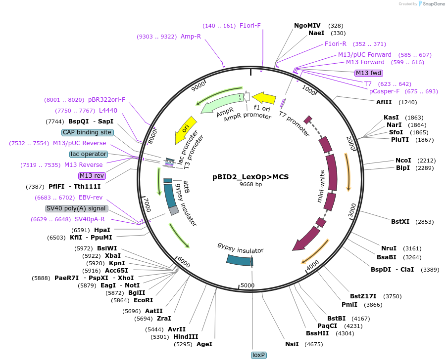 194959-plasmid-map-sequence-id-384165