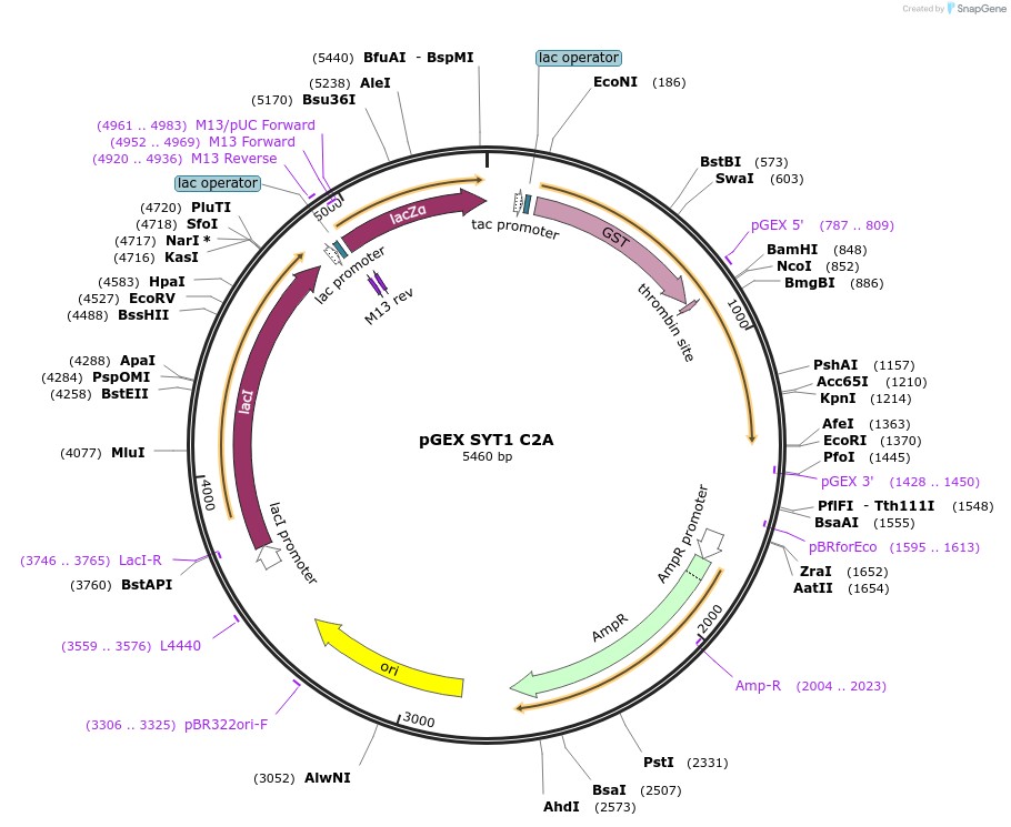 195710-plasmid-map-sequence-id-384176