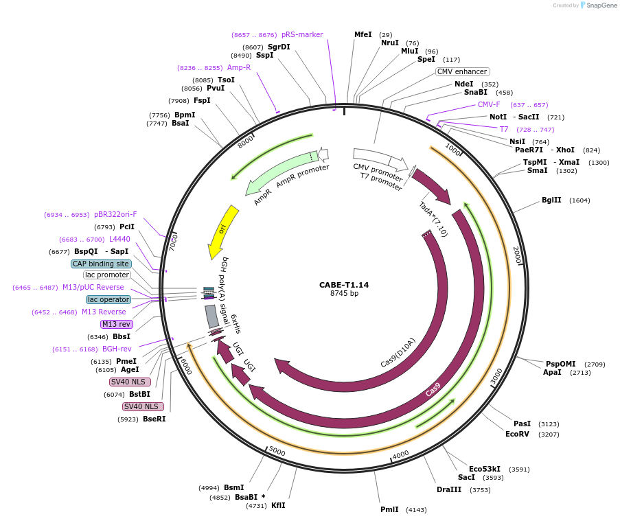 193259-plasmid-map-sequence-id-384182