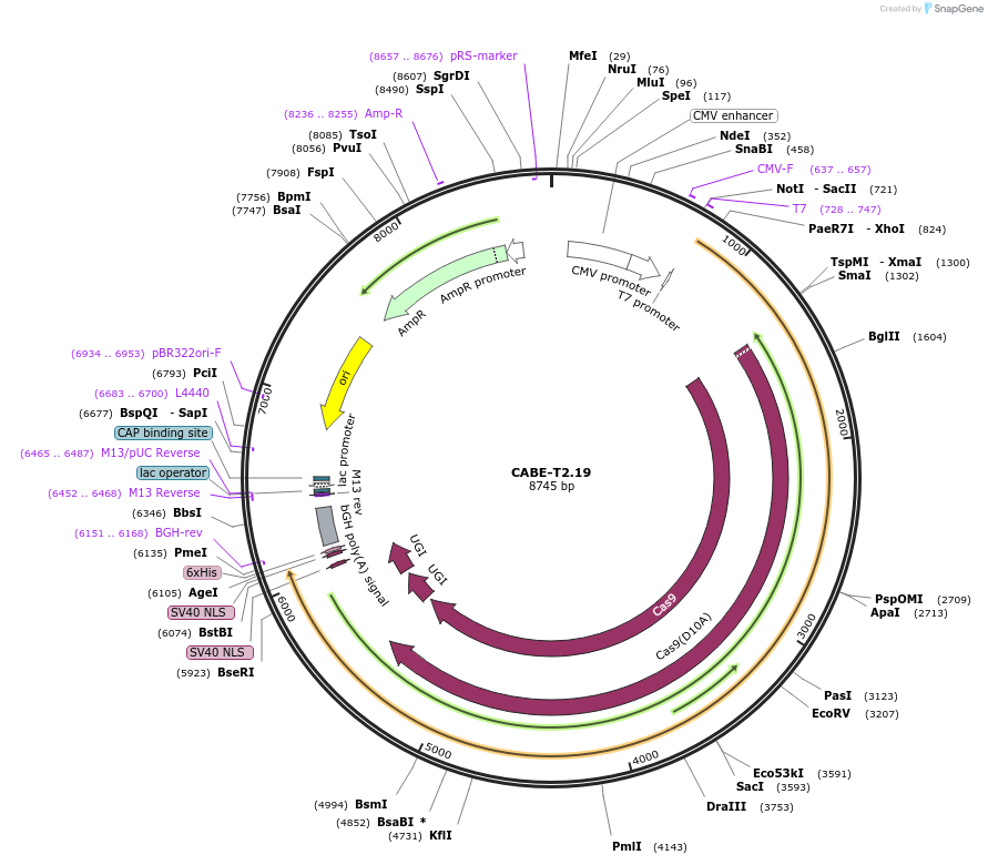193265-plasmid-map-sequence-id-384183