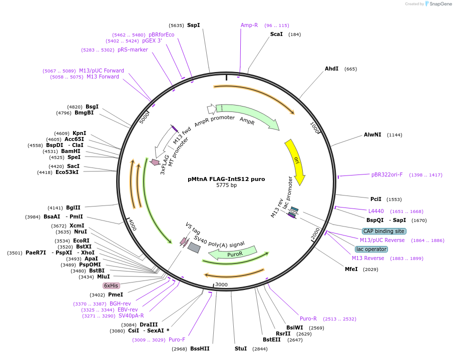195077-plasmid-map-sequence-id-384211