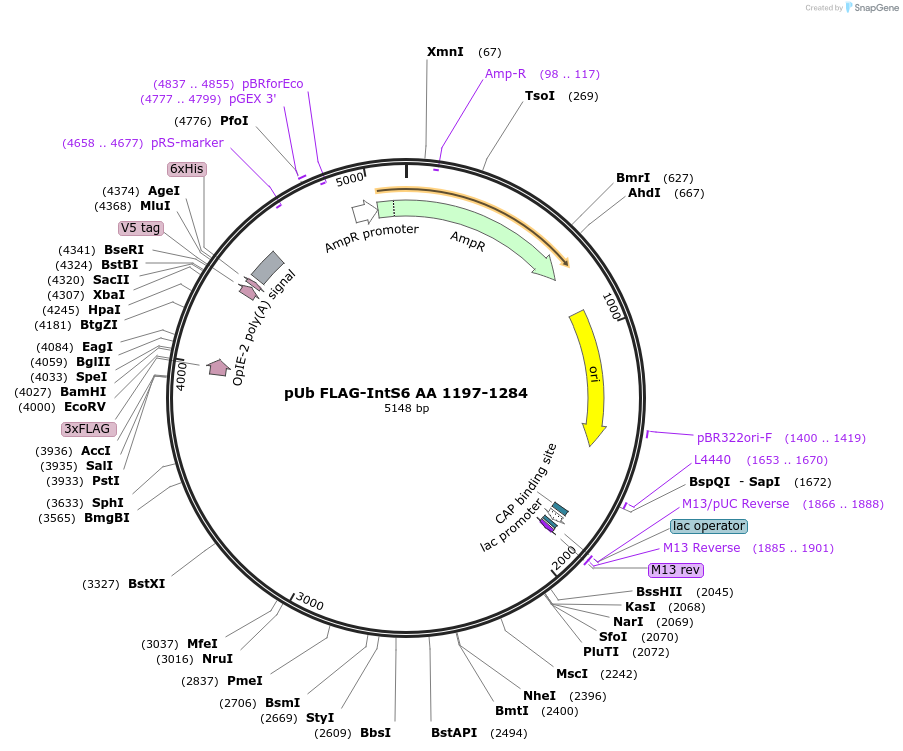 195074-plasmid-map-sequence-id-384212