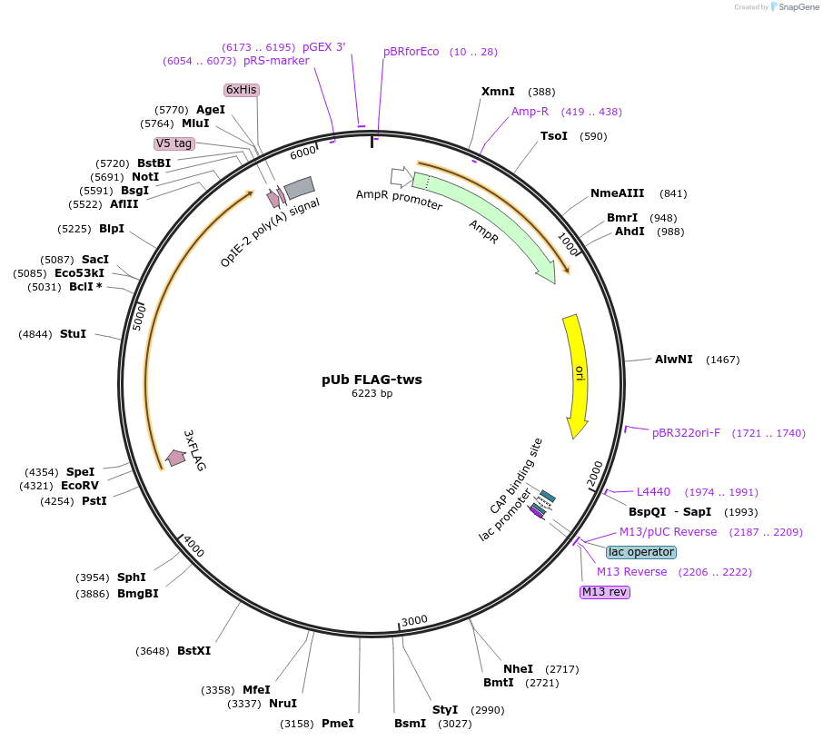 195068-plasmid-map-sequence-id-384213
