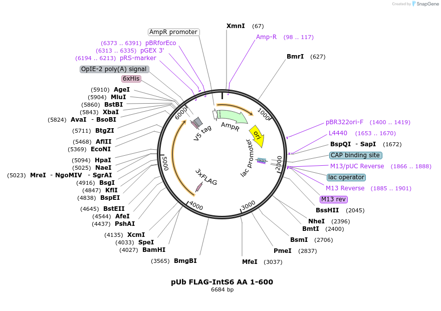 195072-plasmid-map-sequence-id-384214