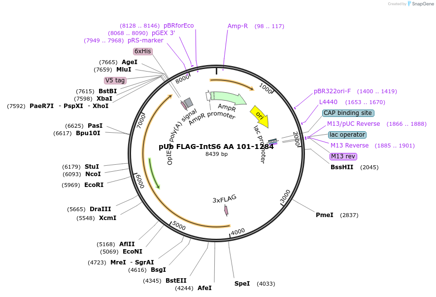 195073-plasmid-map-sequence-id-384215