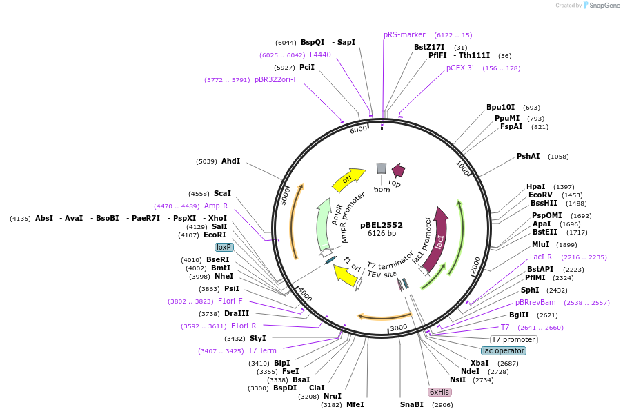 195670-plasmid-map-sequence-id-384221