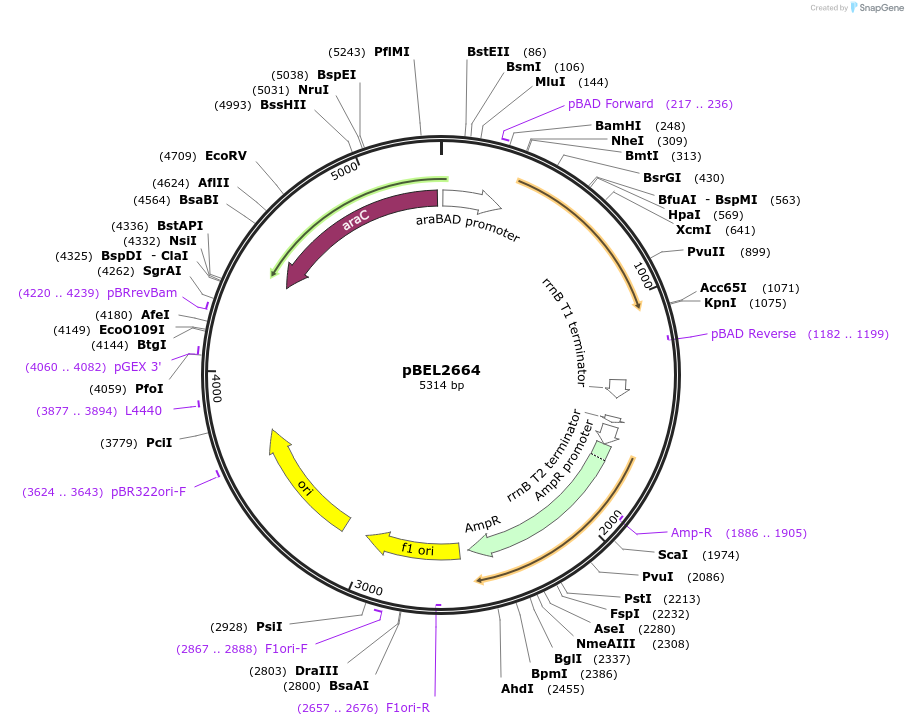 195633-plasmid-map-sequence-id-384224