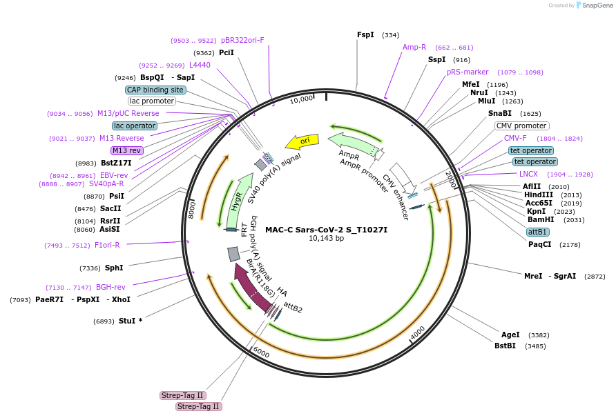 194850-plasmid-map-sequence-id-384230
