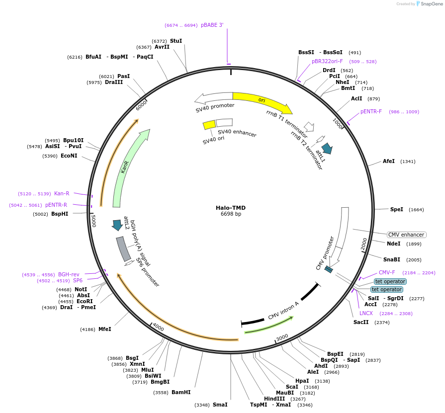 195347-plasmid-map-sequence-id-384233