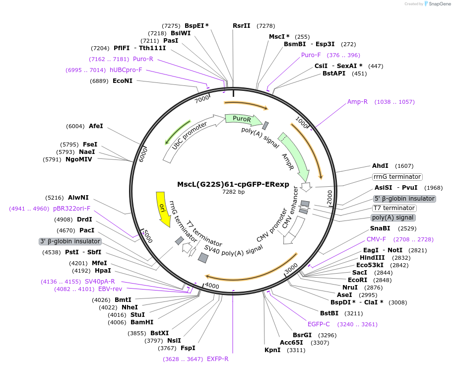 195311-plasmid-map-sequence-id-384238