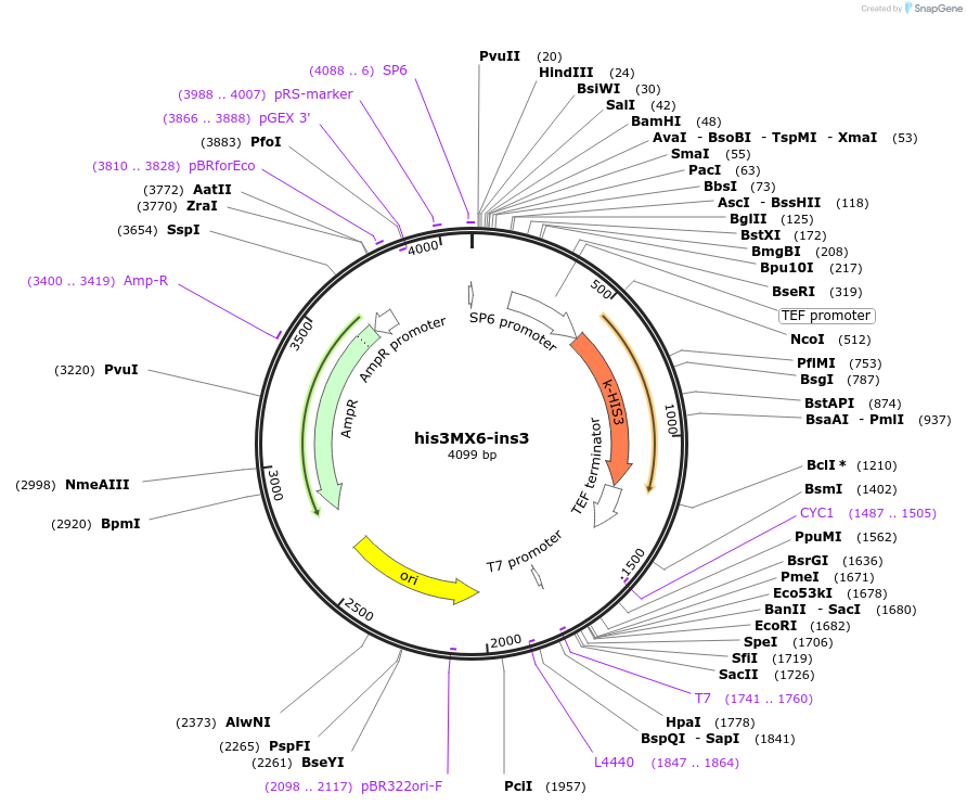 195040-plasmid-map-sequence-id-384243