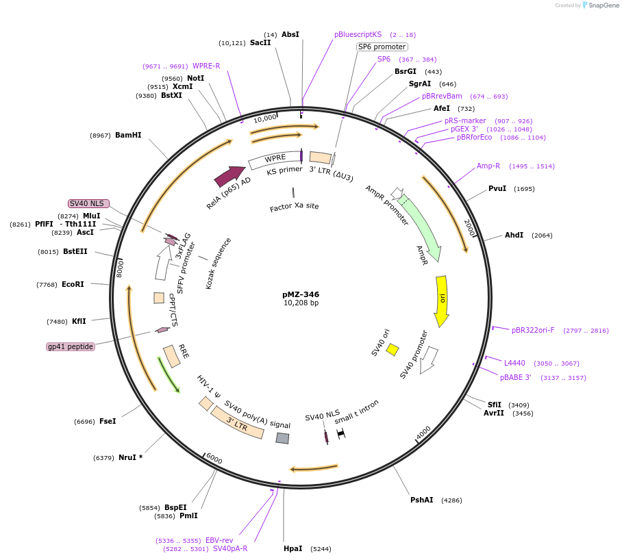 195457-plasmid-map-sequence-id-384249