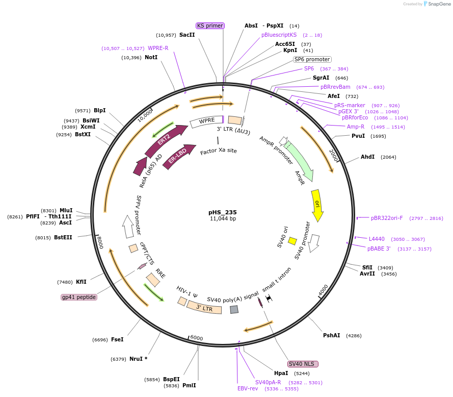 195460-plasmid-map-sequence-id-384252