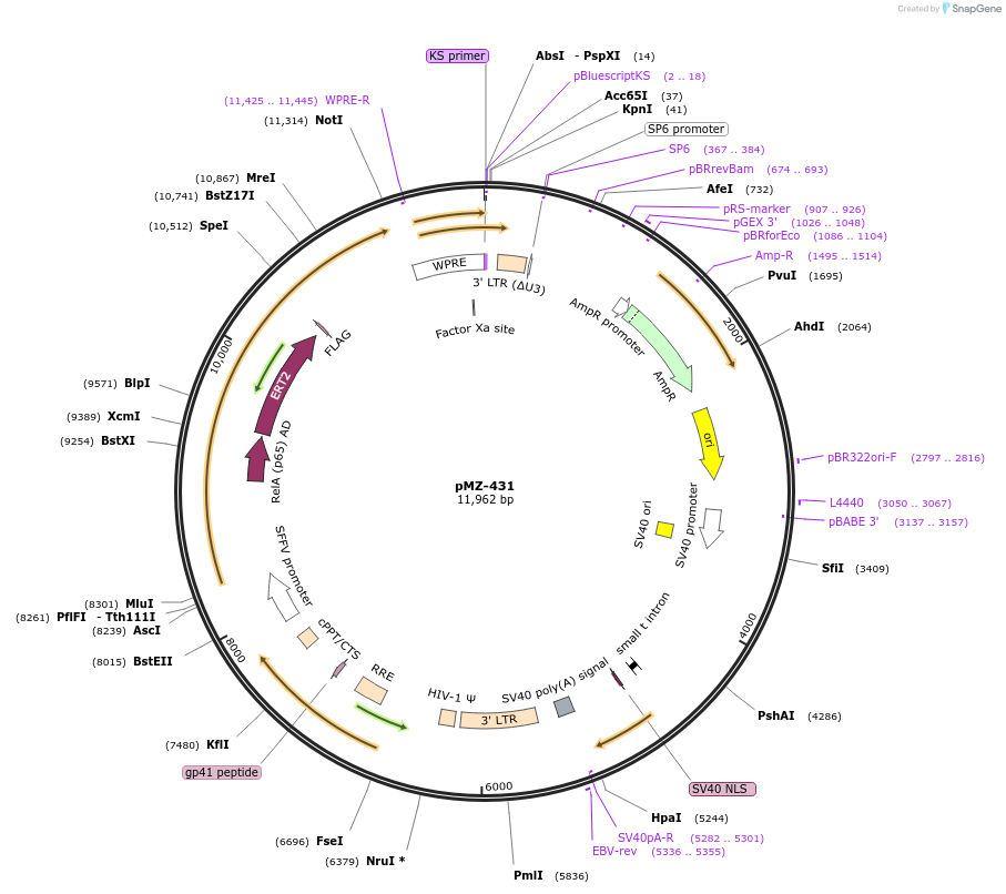 195462-plasmid-map-sequence-id-384254