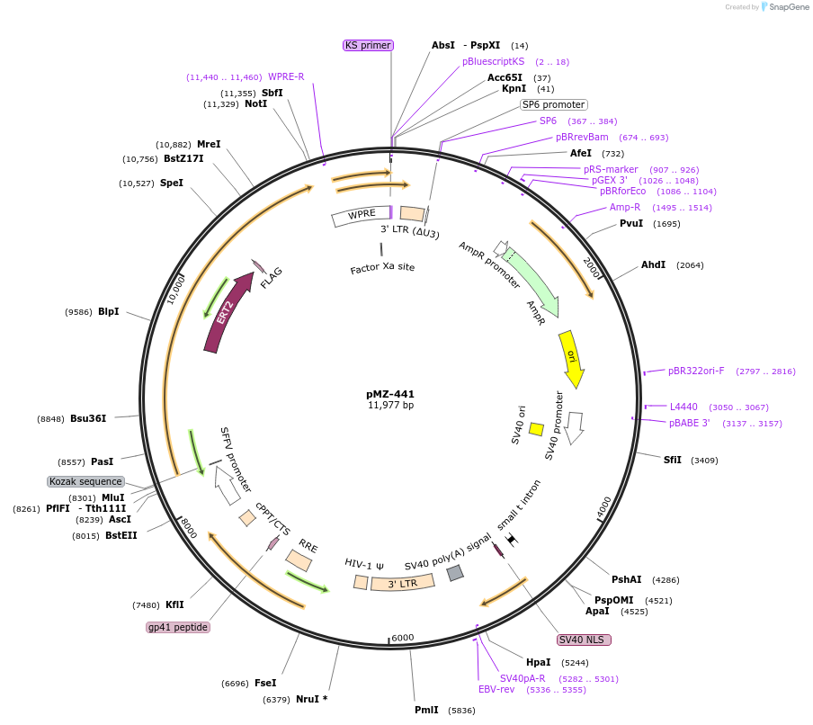 195465-plasmid-map-sequence-id-384255