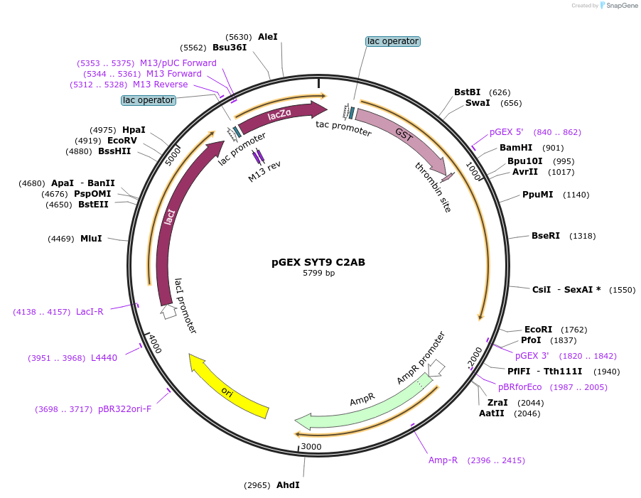 195709-plasmid-map-sequence-id-384261