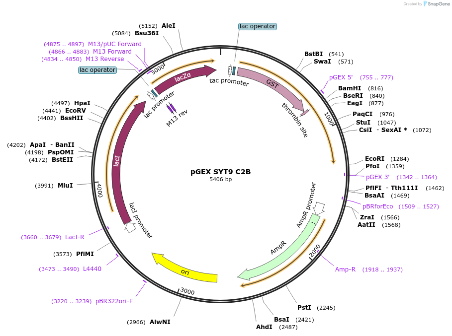 195708-plasmid-map-sequence-id-384264