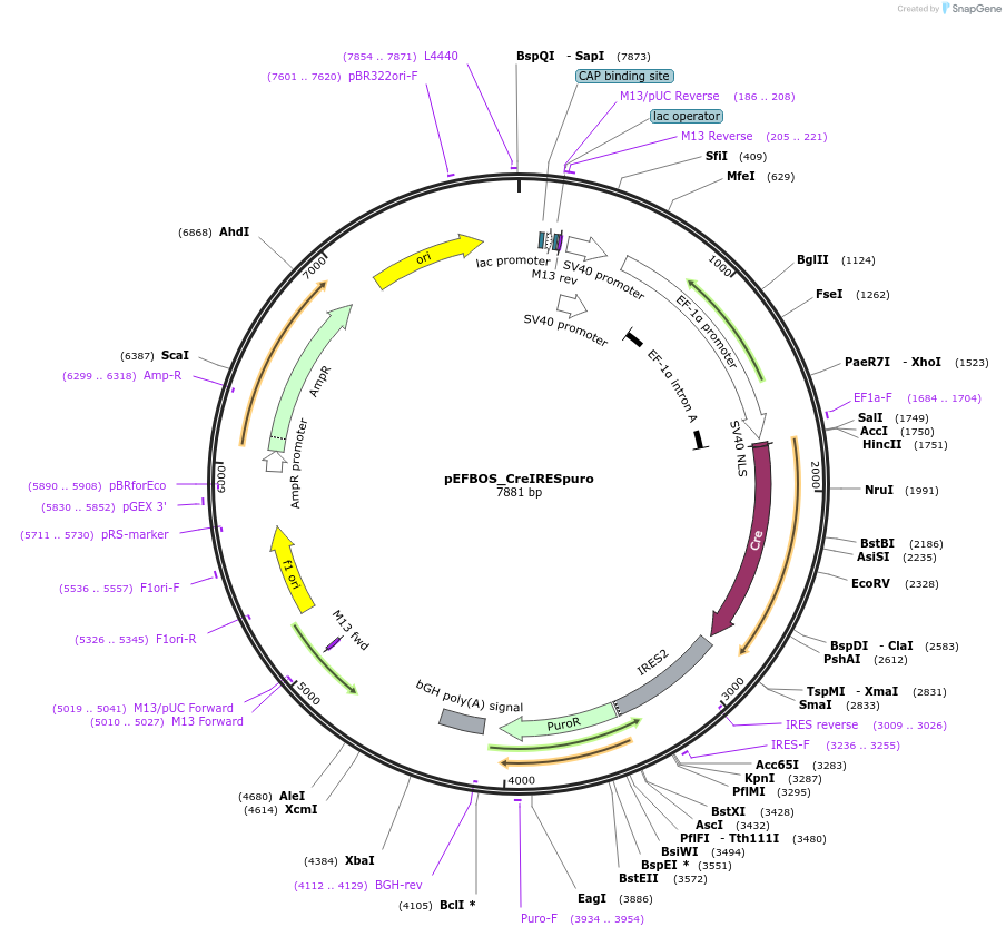 183812-plasmid-map-sequence-id-384303