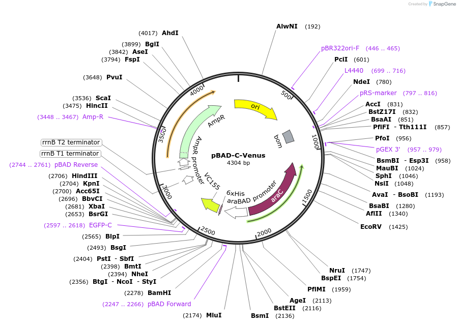 190713-plasmid-map-sequence-id-384305