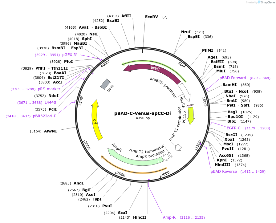 190711-plasmid-map-sequence-id-384308