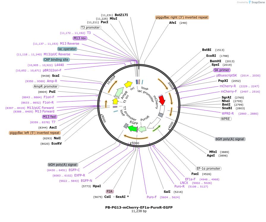 195292-plasmid-map-sequence-id-384350