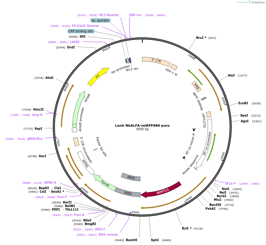 193972-plasmid-map-sequence-id-384354