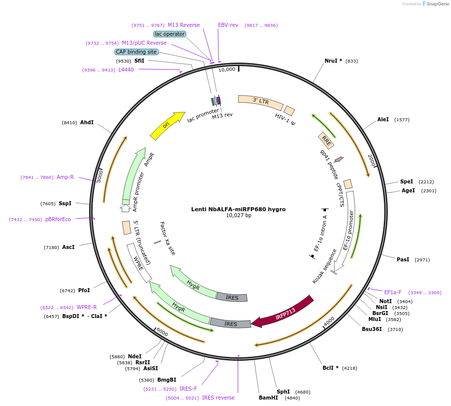 193969-plasmid-map-sequence-id-384355