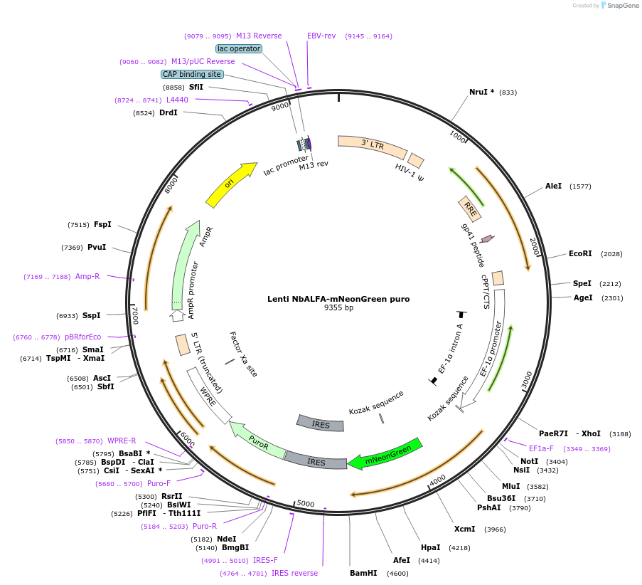193973-plasmid-map-sequence-id-384356