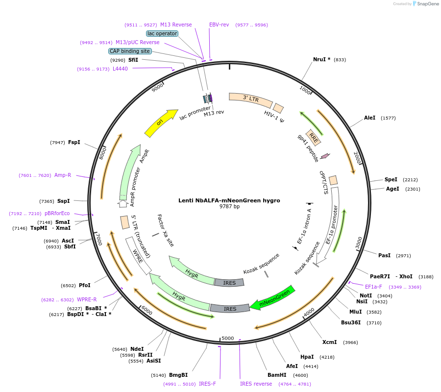 193974-plasmid-map-sequence-id-384357
