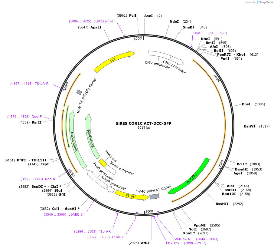 195147-plasmid-map-sequence-id-384377