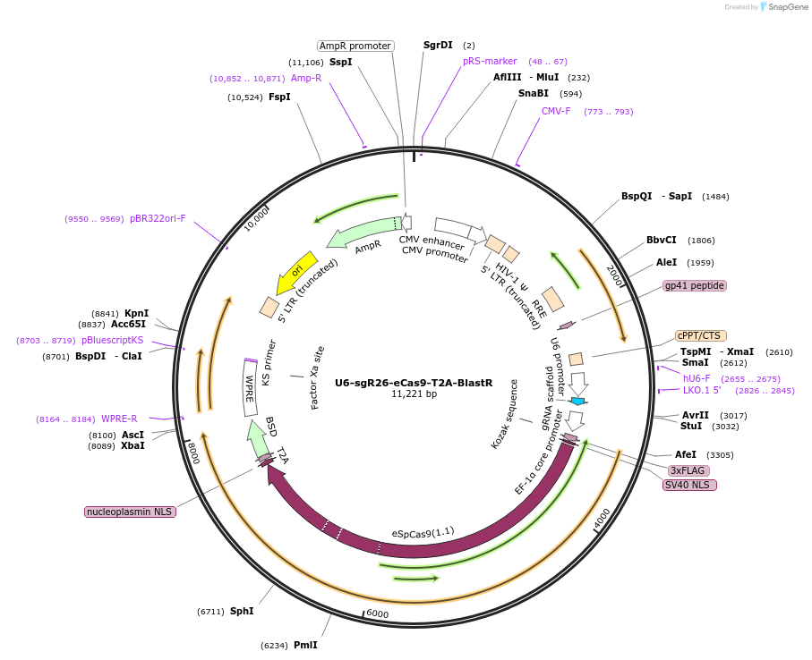 172493-plasmid-map-sequence-id-384389