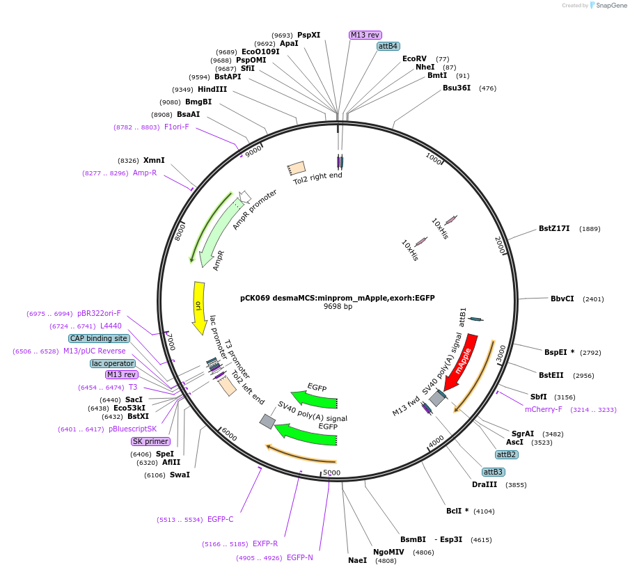 195982-plasmid-map-sequence-id-384390