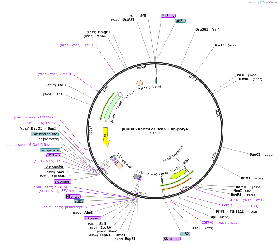 195979-plasmid-map-sequence-id-384391