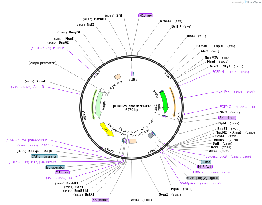 195980-plasmid-map-sequence-id-384393