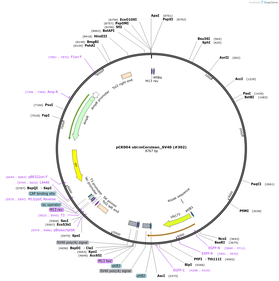195978-plasmid-map-sequence-id-384398