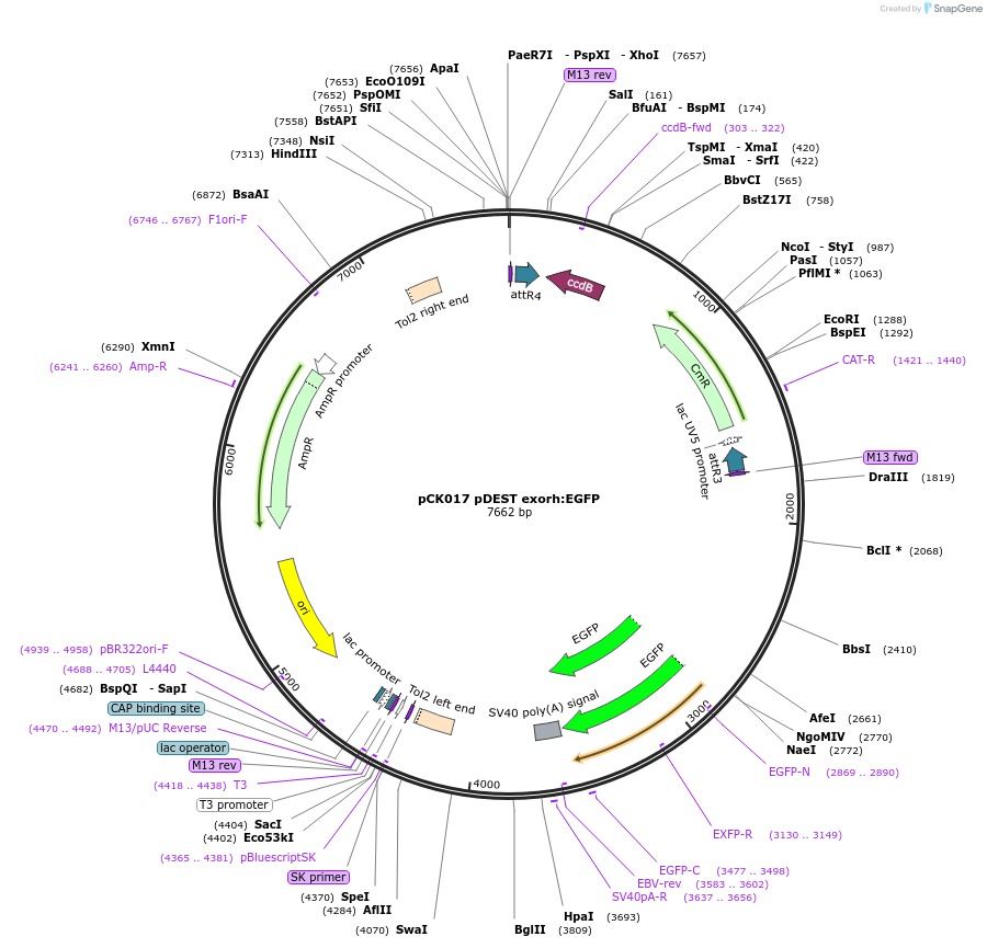 195983-plasmid-map-sequence-id-384400