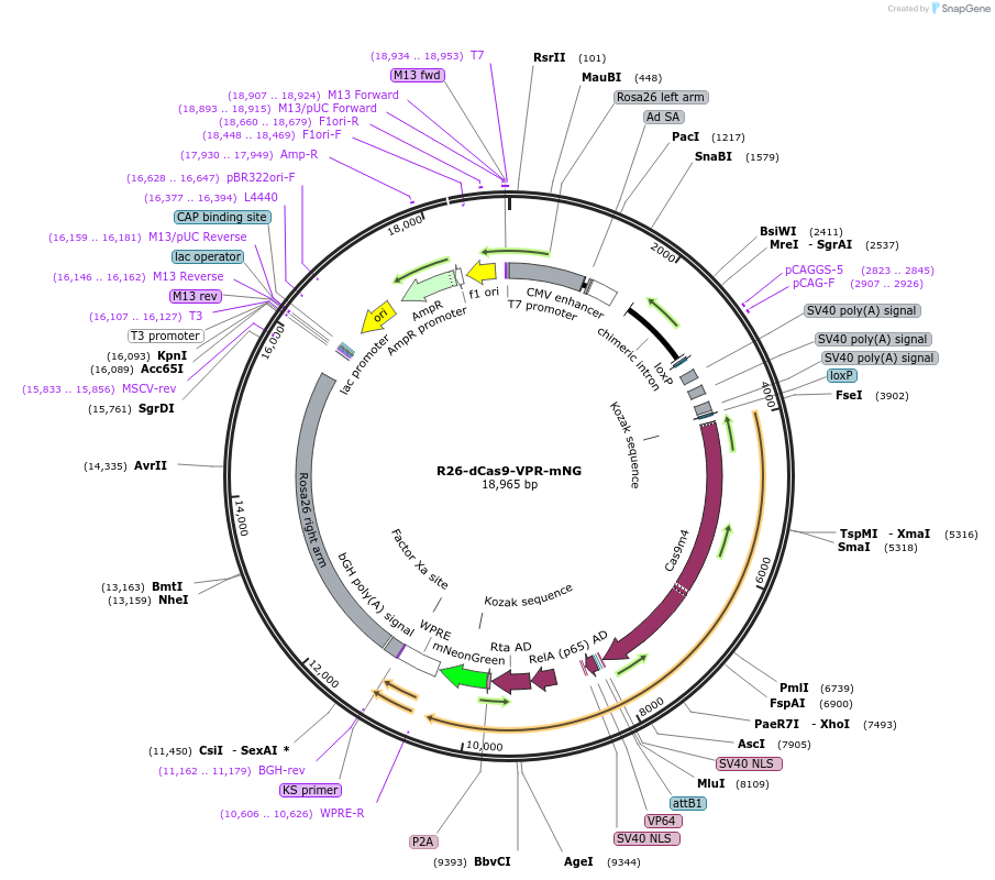172441-plasmid-map-sequence-id-384450