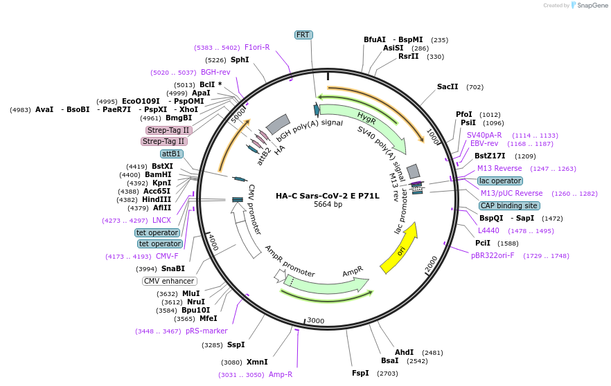 194804-plasmid-map-sequence-id-384456