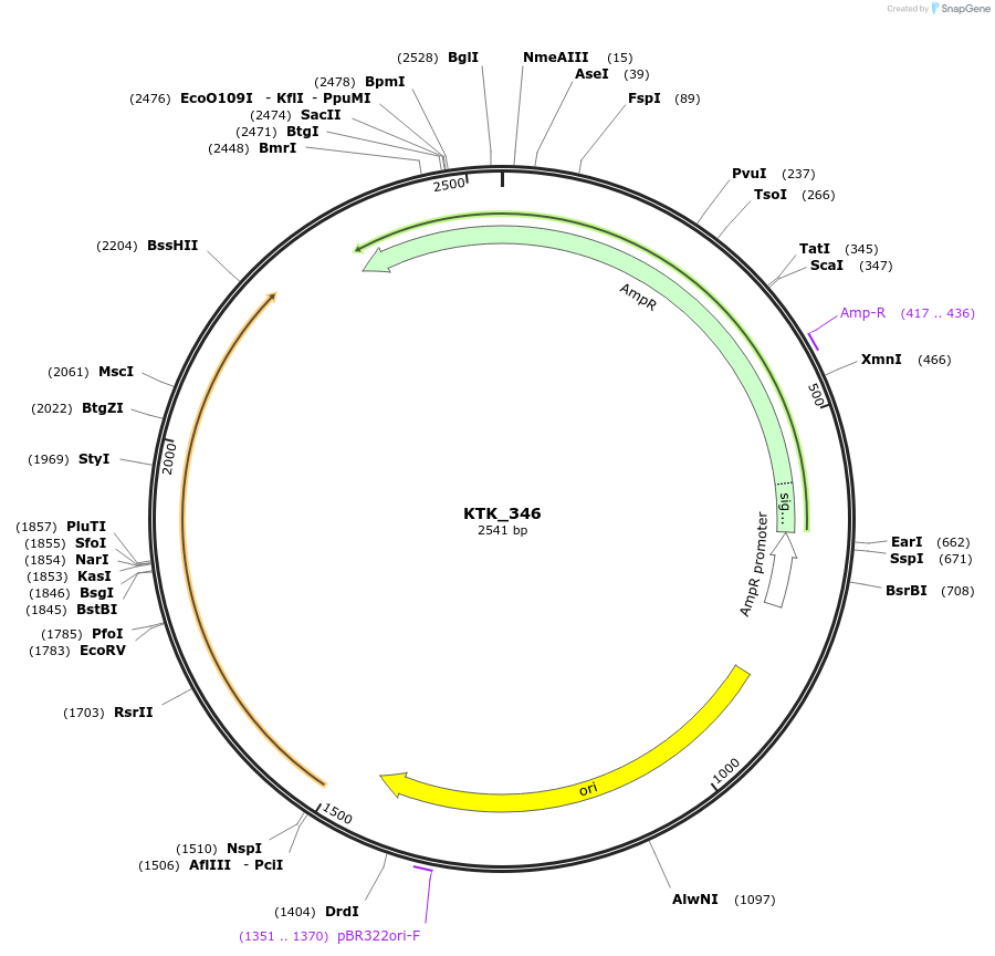 180549-plasmid-map-sequence-id-384457