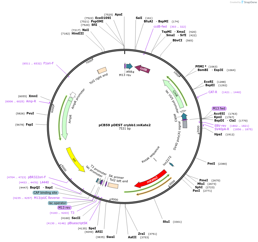 195986-plasmid-map-sequence-id-384462