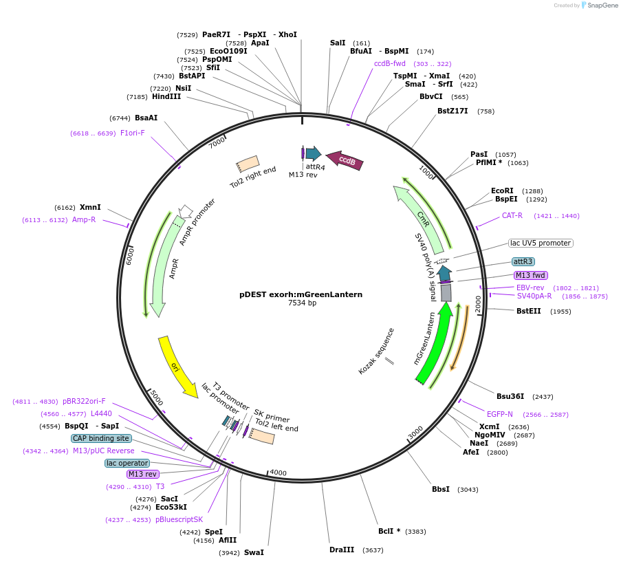195988-plasmid-map-sequence-id-384463