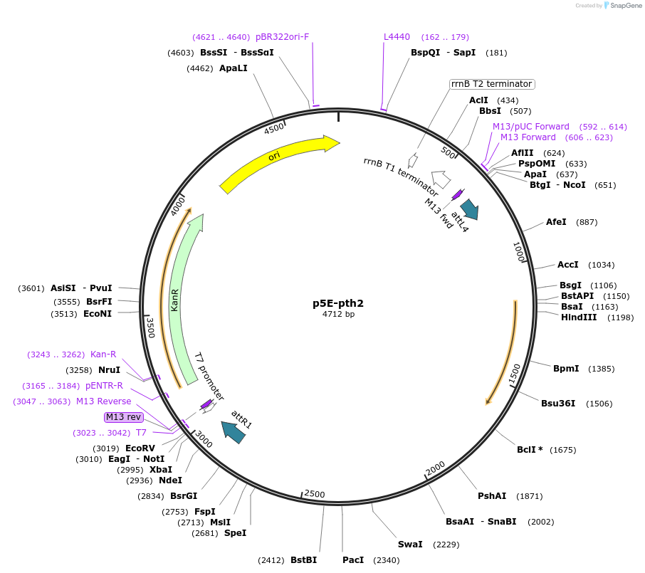 191428-plasmid-map-sequence-id-384465