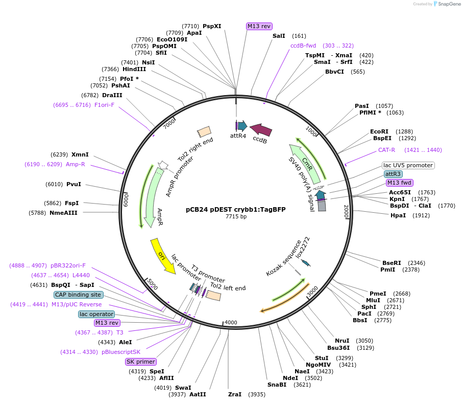195987-plasmid-map-sequence-id-384468