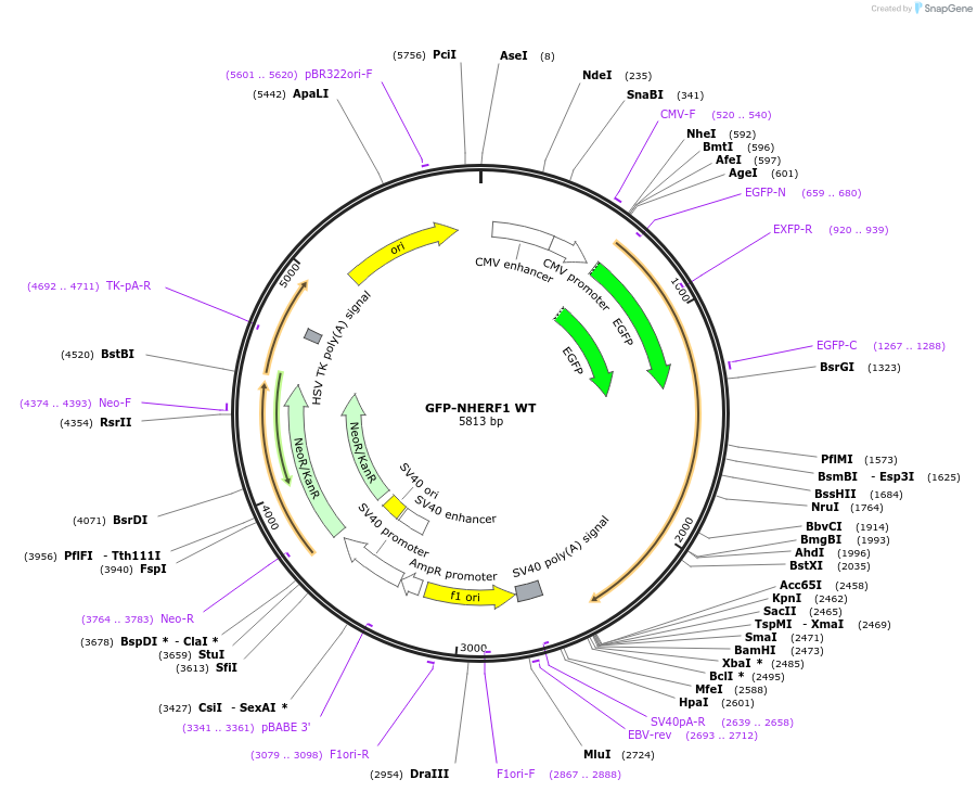 195213-plasmid-map-sequence-id-384472