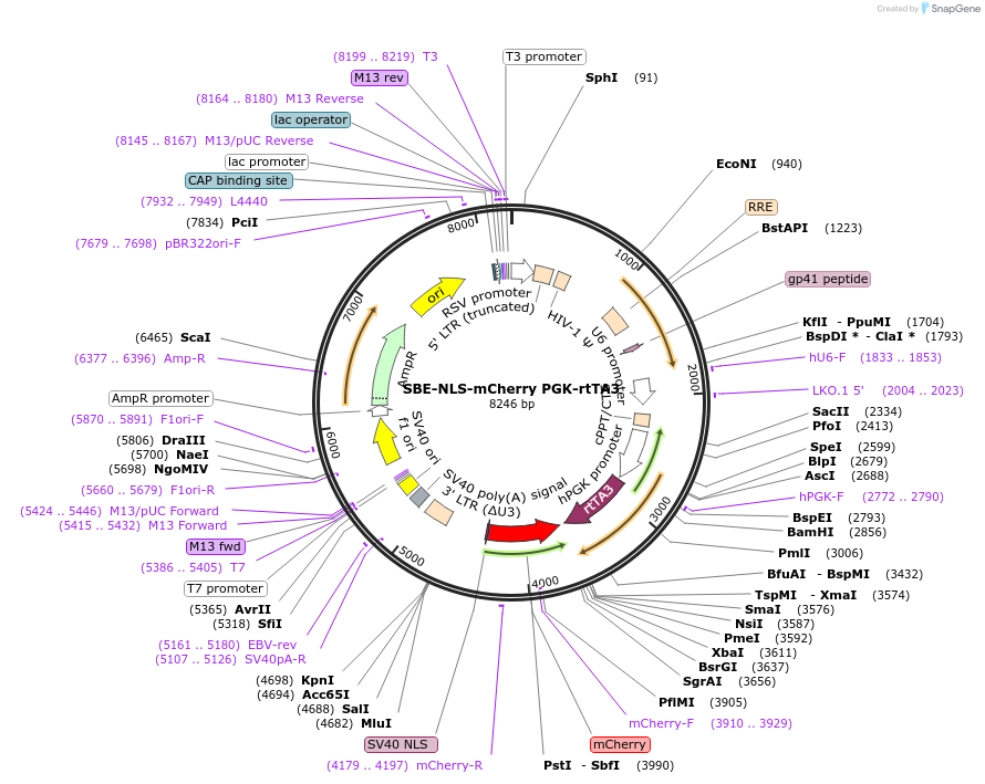 195332-plasmid-map-sequence-id-384473