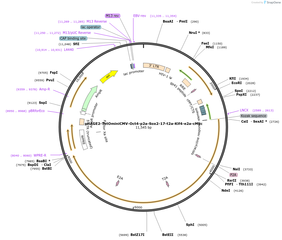 193346-plasmid-map-sequence-id-384485