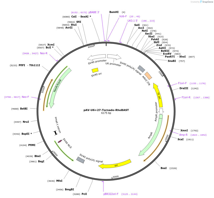 196341-plasmid-map-sequence-id-384500