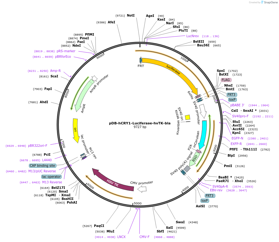 179444-plasmid-map-sequence-id-384508