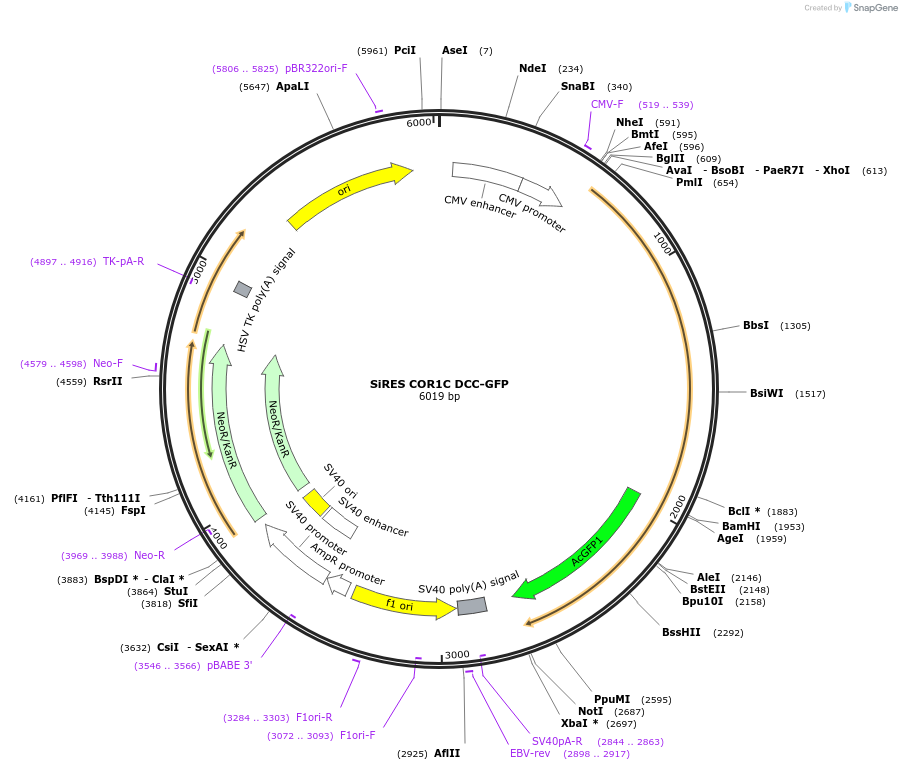 195149-plasmid-map-sequence-id-384511